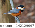 Varied tit, a dexterous bird that imitates singing and performs tricks 142129097