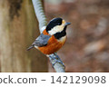 Varied tit, a dexterous bird that imitates singing and performs tricks 142129098