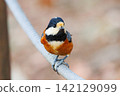 Varied tit, a dexterous bird that imitates singing and performs tricks 142129099