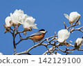 Varied tit, a dexterous bird that imitates singing and performs tricks 142129100
