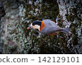 Varied tit, a dexterous bird that imitates singing and performs tricks 142129101