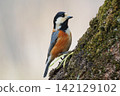 Varied tit, a dexterous bird that imitates singing and performs tricks 142129102