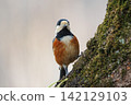 Varied tit, a dexterous bird that imitates singing and performs tricks 142129103