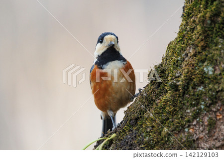 Varied tit, a dexterous bird that imitates singing and performs tricks Varied tit, a dexterous bird that imitates singing and performs tricks 142129103