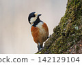 Varied tit, a dexterous bird that imitates singing and performs tricks 142129104