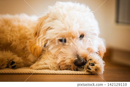 Cute Maltipoo Puppy Lying on the Floor Resting its Head Cute Maltipoo Puppy Lying on the Floor Resting its Head 142129110