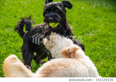 Playful Yorkshire Terrier and Maltipoo Dog Interacting with a Tennis Ball on Green Grass in the Sun 142129136