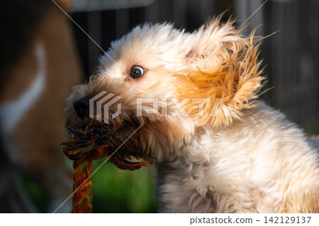 Close Up of Maltipoo Puppy Face Running with Toy Close Up of Maltipoo Puppy Face Running with Toy 142129137