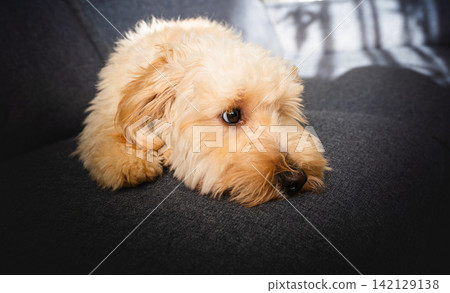 Cute Maltipoo Puppy Resting Head on Dark Grey Sofa Cute Maltipoo Puppy Resting Head on Dark Grey Sofa 142129138