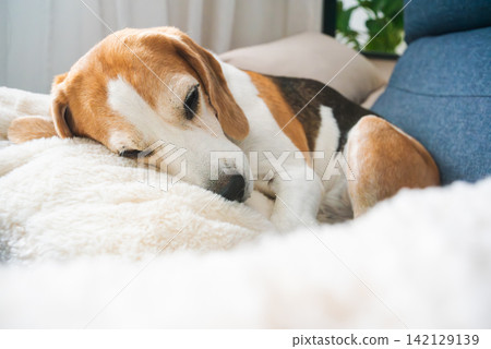 Close Up of a Beagle Dog Sleeping on a White Fluffy Blanket Close Up of a Beagle Dog Sleeping on a White Fluffy Blanket 142129139