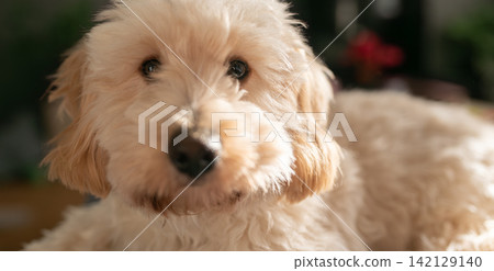 Close Up Portrait of a Cream Maltipoo Puppy Looking at Camera Close Up Portrait of a Cream Maltipoo Puppy Looking at Camera 142129140