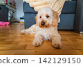 Portrait of a Fluffy Maltipoo Puppy Lying on a Wooden Floor at Home 142129150