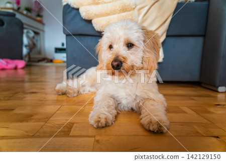Portrait of a Fluffy Maltipoo Puppy Lying on a Wooden Floor at Home Portrait of a Fluffy Maltipoo Puppy Lying on a Wooden Floor at Home 142129150