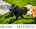 Black Yorkshire Terrier Jumping on Grass Near a Watching Beagle Dog in a Bright Sunny Garden Backyard 142129151