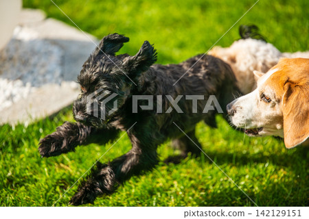 Black Yorkshire Terrier Jumping on Grass Near a Watching Beagle Dog in a Bright Sunny Garden Backyard 142129151