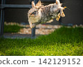 Action Shot of a Fluffy Rabbit Jumping and Binkying in the Air 142129152