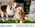 Beagle and Maltipoo Playing and Running Together in the Garden 142129153