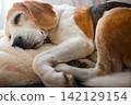 Tricolor Beagle Dog Curled Up and Sleeping Soundly on Soft Bedding 142129154