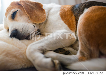 Tricolor Beagle Dog Curled Up and Sleeping Soundly on Soft Bedding 142129154