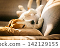 Funny Beagle Dog Sleeping Upside Down on a Sofa in Sunlight 142129155