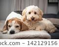 Maltipoo and Beagle Dogs Lying Together on a Soft White Blanket 142129156