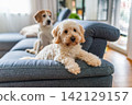 Maltipoo Puppy and Beagle Dog Sitting on a Blue Fabric Sofa 142129157