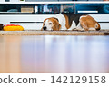 Tricolor Beagle Dog Sleeping on a Carpet in a Modern Living Room 142129158