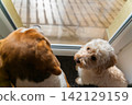High Angle View of Maltipoo Puppy Looking Up at a Beagle Dog 142129159