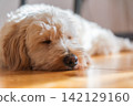 Cream Maltipoo Puppy Napping on a Sunlit Wooden Floor 142129160