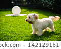 Small Cream Maltipoo Dog Standing on Green Grass with a Tennis Ball in its Mouth in a Sunny Backyard 142129161