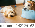 Small Maltipoo Puppy and Beagle Dog Resting Together on Floor 142129162