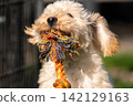 Portrait of a Maltipoo Puppy Holding a Large Rope Toy 142129163