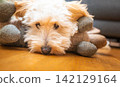 Maltipoo Puppy Resting Face on Floor Between Plush Toy Legs 142129164