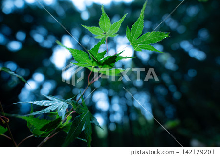 鮮嫩翠綠的楓葉和美麗的散景在深色森林背景的襯托下格外醒目。 142129201