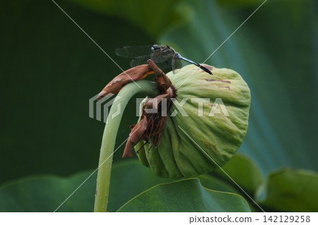A dragonfly perched on a lotus flower holder A dragonfly perched on a lotus flower holder 142129258