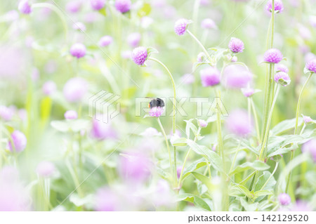蜜蜂正在吸食千日紅花的花蜜 蜜蜂正在吸食千日紅花的花蜜 142129520