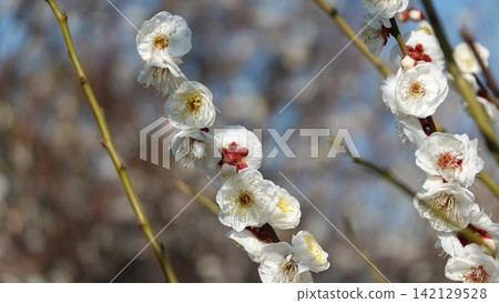 Plum blossoms in full bloom Plum blossoms in full bloom 142129528
