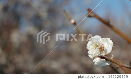 Plum blossoms in full bloom Plum blossoms in full bloom 142129529
