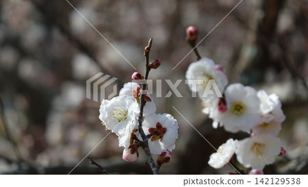 Plum blossoms in full bloom Plum blossoms in full bloom 142129538