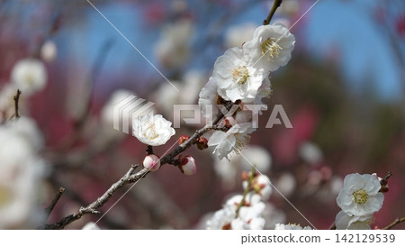Plum blossoms in full bloom Plum blossoms in full bloom 142129539