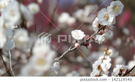 Plum blossoms in full bloom Plum blossoms in full bloom 142129540
