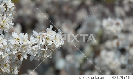 Plum blossoms in full bloom Plum blossoms in full bloom 142129546