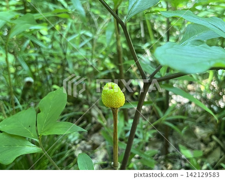 fruit, botanic, arisaema 142129583