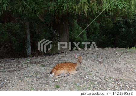 Sika deer grazing near traditional temple in Nara, Japan 142129588