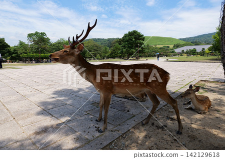 Sika deer grazing near traditional temple in Nara, Japan Sika deer grazing near traditional temple in Nara, Japan 142129618
