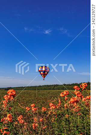 A hot air balloon gracefully soars through the clear blue sky, amidst the blooming orange blossoms in Kamishihoro Town, Hokkaido. A hot air balloon gracefully soars through the clear blue sky, amidst the blooming orange blossoms in Kamishihoro Town, Hokkaido. 142129727