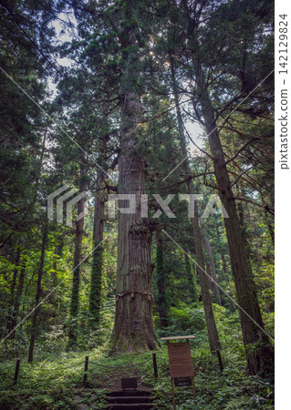Haguro Shrine, Yamagata Prefecture: Old Man Cedar Haguro Shrine, Yamagata Prefecture: Old Man Cedar 142129824