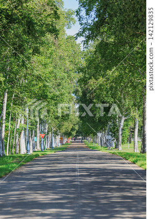 A beautiful row of birch trees and a single road bathed in dappled sunlight at Obihiro University of Agriculture and Veterinary Medicine in Hokkaido. A beautiful row of birch trees and a single road bathed in dappled sunlight at Obihiro University of Agriculture and Veterinary Medicine in Hokkaido. 142129835