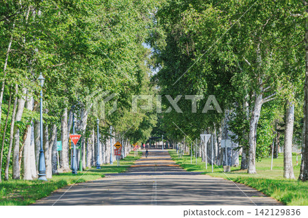 A refreshing scene of lush green birch trees and dappled sunlight spreading across the Obihiro University of Agriculture and Veterinary Medicine campus. A refreshing scene of lush green birch trees and dappled sunlight spreading across the Obihiro University of Agriculture and Veterinary Medicine campus. 142129836