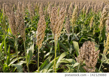 White sorghum field before harvest. Ripe grain sorghum panicles growing in agricultural farmland, closeup 142129860
